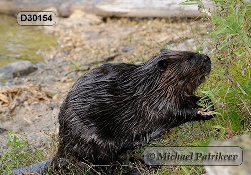 North American Beaver (Castor canadensis)